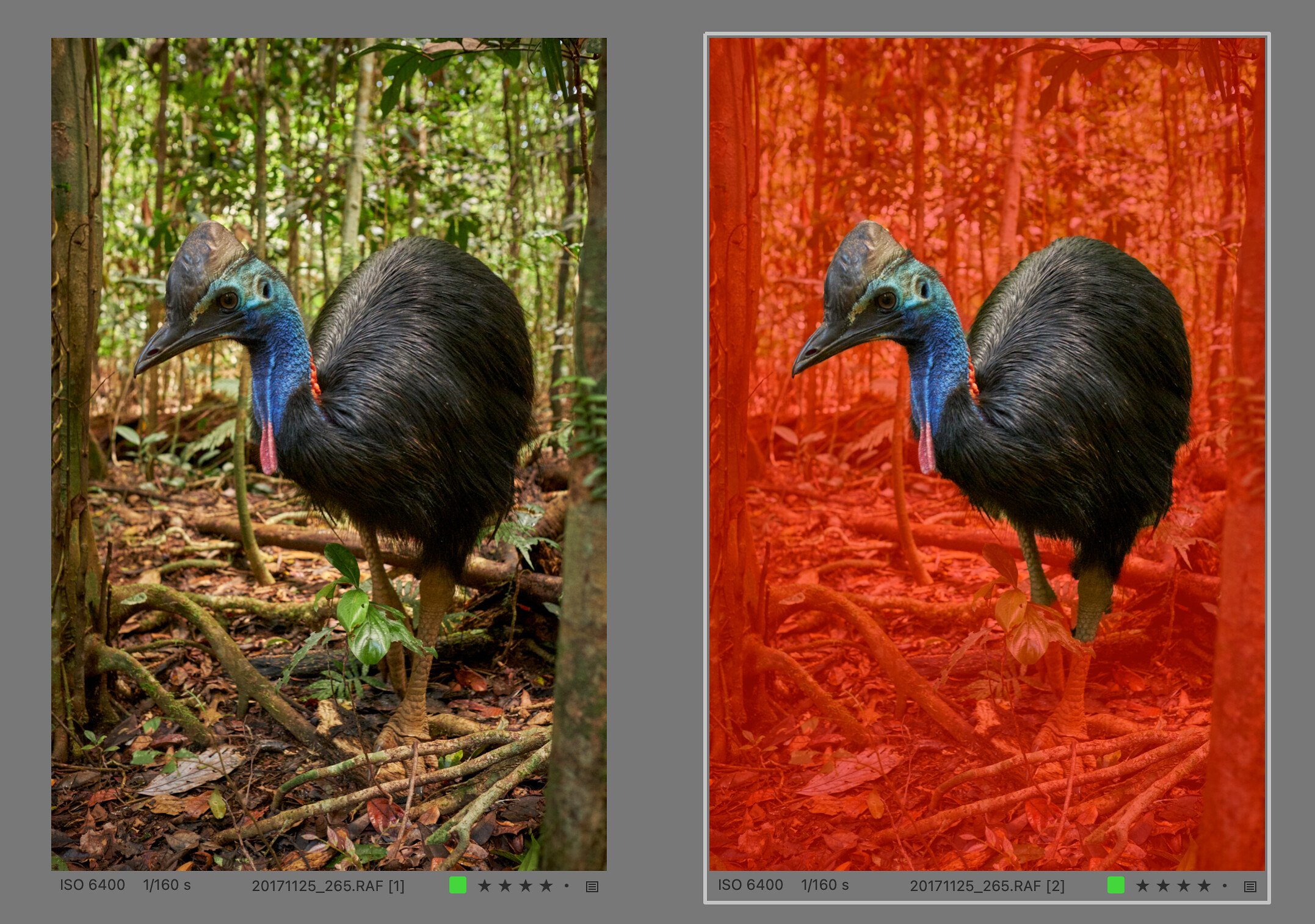 Example of background selection using the Background button. The cassowary is not very well separated from its surroundings and partly blends in with them. Nevertheless, the mask is excellent, with the minor exception of the bird’s legs. The algorithm often gets confused when the subject is overlapped by another object - in this case the plant that crosses both legs. As we will soon see, correcting these minor errors is mostly trivial.