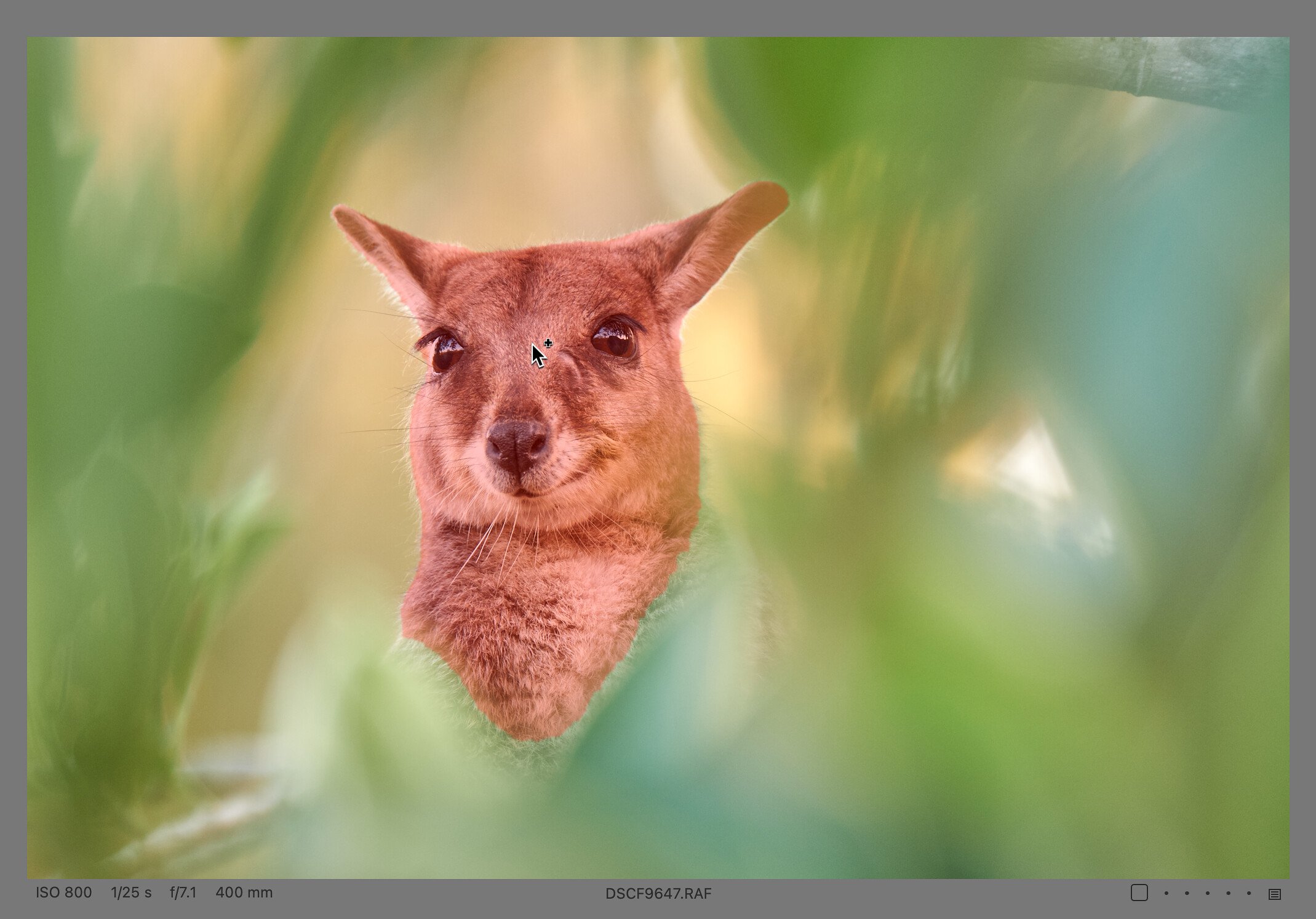 A preview of the selection when the AI Select tool cursor is placed on an object in the photo, in this case the head of a wallaby. The preview has the same color as the final mask, but is more transparent.