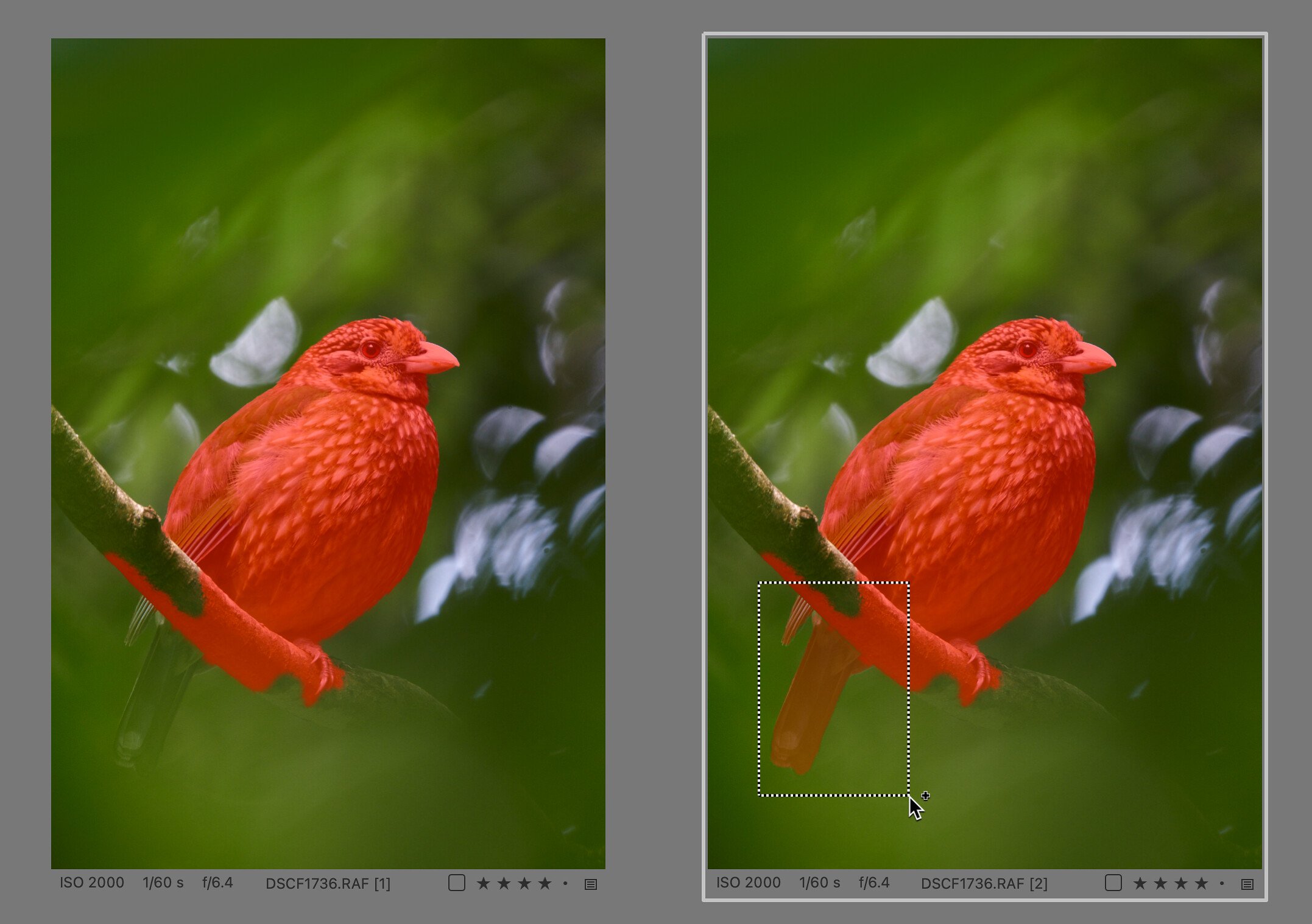 In the previous image, you can see that another click would add the tail feathers to the mask, but not the end of the wing on the left. You could certainly click on it, but sometimes it's more efficient to make a rectangular selection around the entire area to tell Capture One what you want to add to the mask.