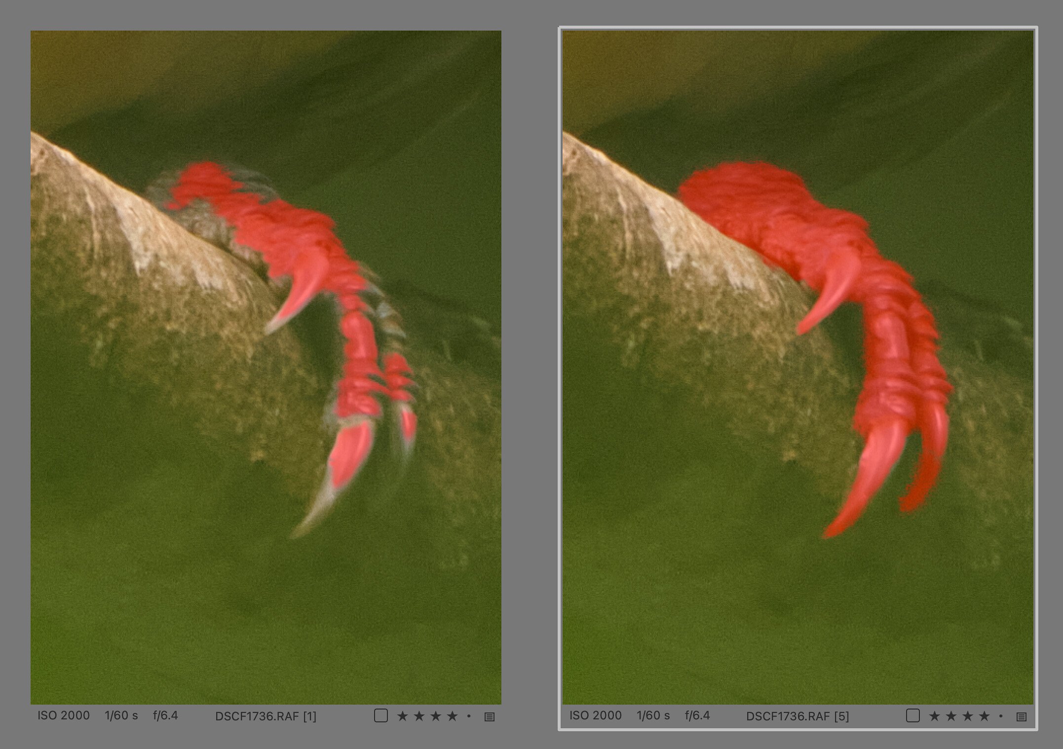 Detail from the previous image. The mask created in full image view (left) is inaccurate on the tiny fingers that merge into the branch. At 100% magnification, the AI brush created a much more accurate selection (right).